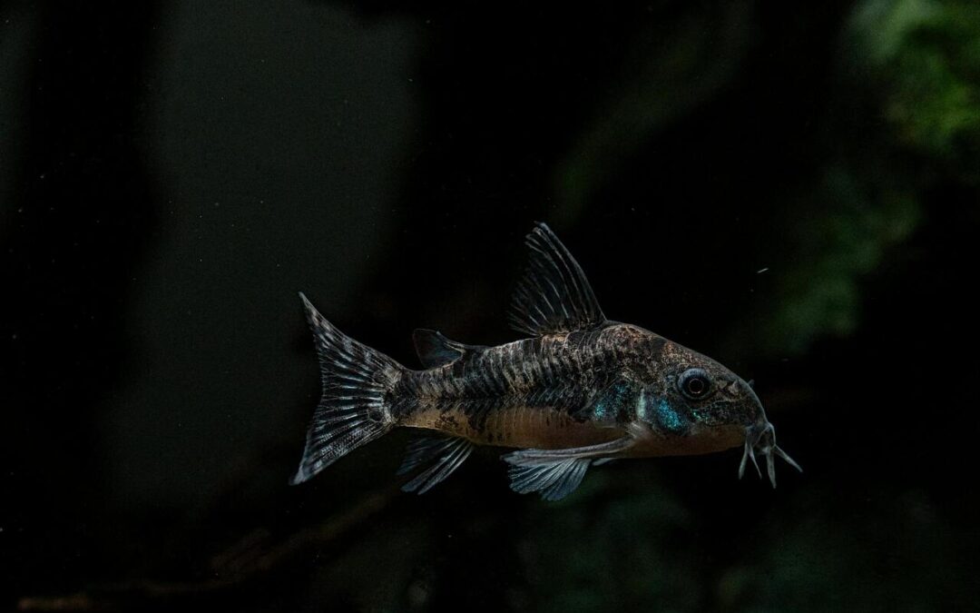 Do Corydoras Eat Shrimp? A Realistic Guide for Peaceful Aquarium Keeping