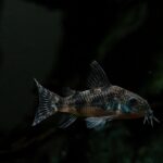 do corydoras eat shrimp