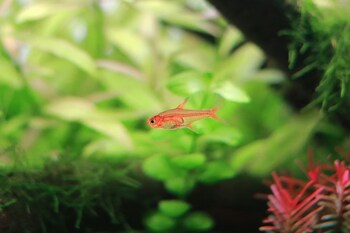 ember tetra swimming
