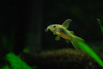 green corydora fish
