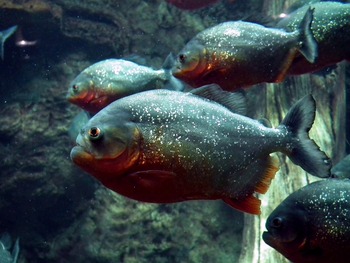group of piranhas