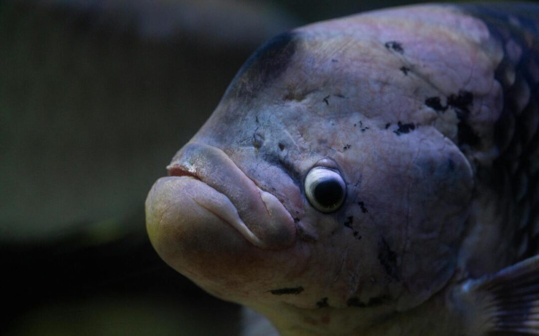 How Much Is an Oscar Fish? A Complete Price Guide for Aquarium Owners