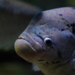 how much is an oscar fish