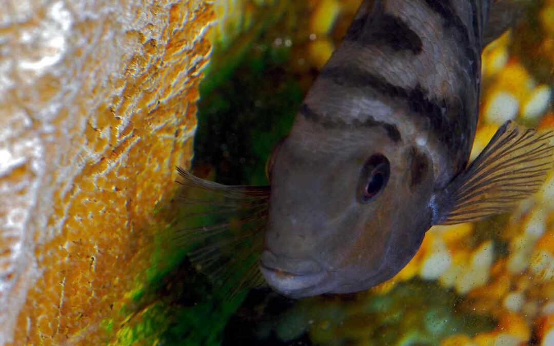 How to Tell if Cichlid Eggs Are Fertilized? A Simple Guide for Aquarium Keepers