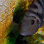 how to tell if cichlid eggs are fertilized
