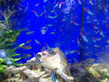 lot of tetra fishes aquarium