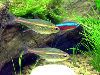 one neon tetra fish and two other type of tetra fish