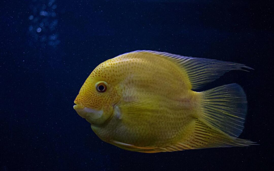 Oscar Fish as Pets: A Complete Guide to Keeping These “Water Puppies”