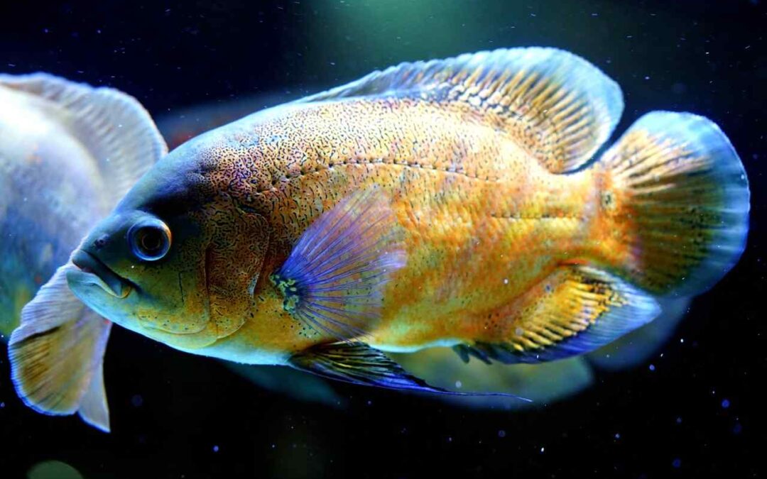 Oscar Fish vs Piranha: Key Differences, Behavior, and Why They Shouldn’t Live Together