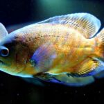 oscar fish vs piranha