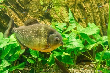piranha swimming freely