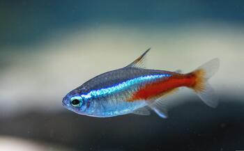 swimming tetra fish tank