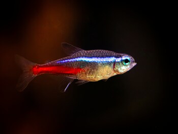 tetra fish wondering alone