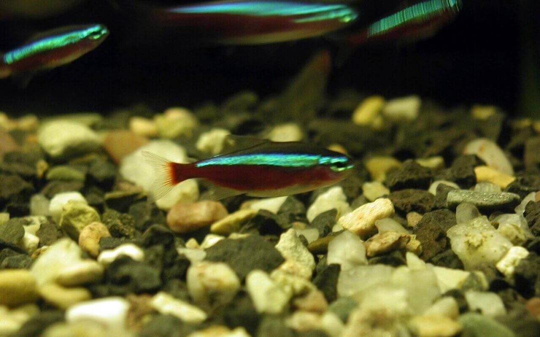 What Do Tetras Fish Eat? A Complete Feeding Guide for Healthy, Colorful Tetras