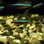 what do tetras fish eat