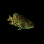 what does an oscar fish look like