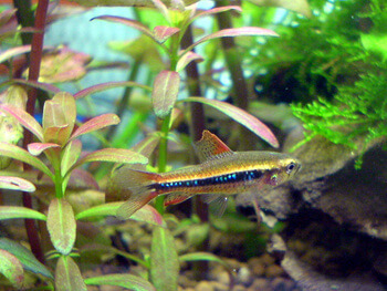 black morpho tetra beautiful aquarium