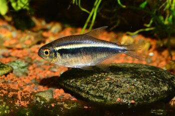black neon tetra swimming alone