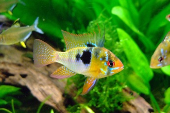 butterfly cichlid swimming beauty tank