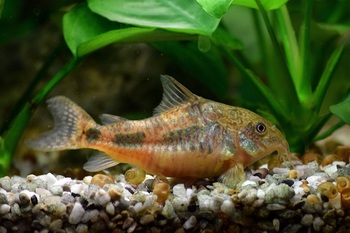 corydora fish swimming