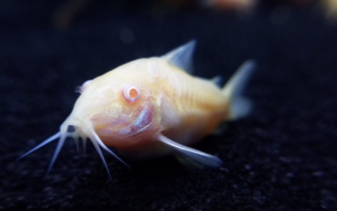 Corydoras Fry Growth Rate: Timeline, Care Tips, and What to Expect