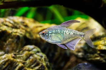 diamond tetra fish aquarium