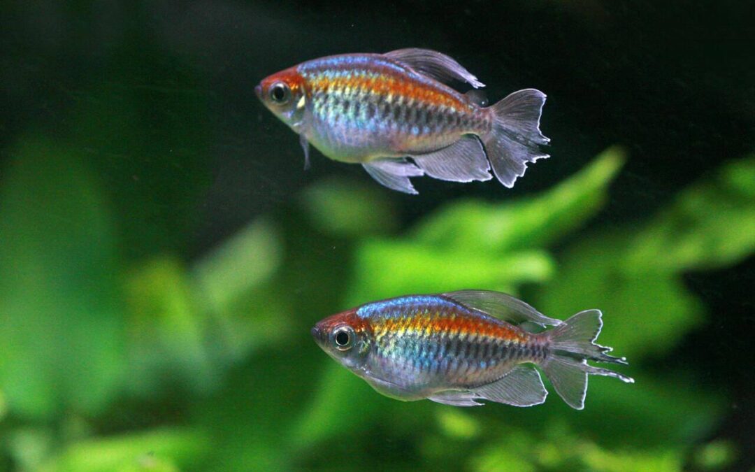 how often do you feed tetra fish