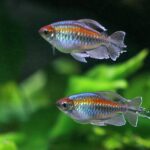 how often do you feed tetra fish