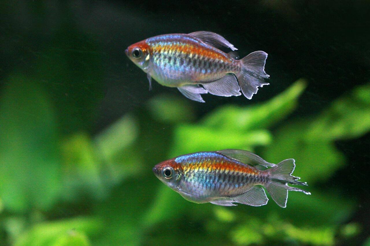 Trera Fish How Often Do You Feed Tetra Fish? A Complete Guide