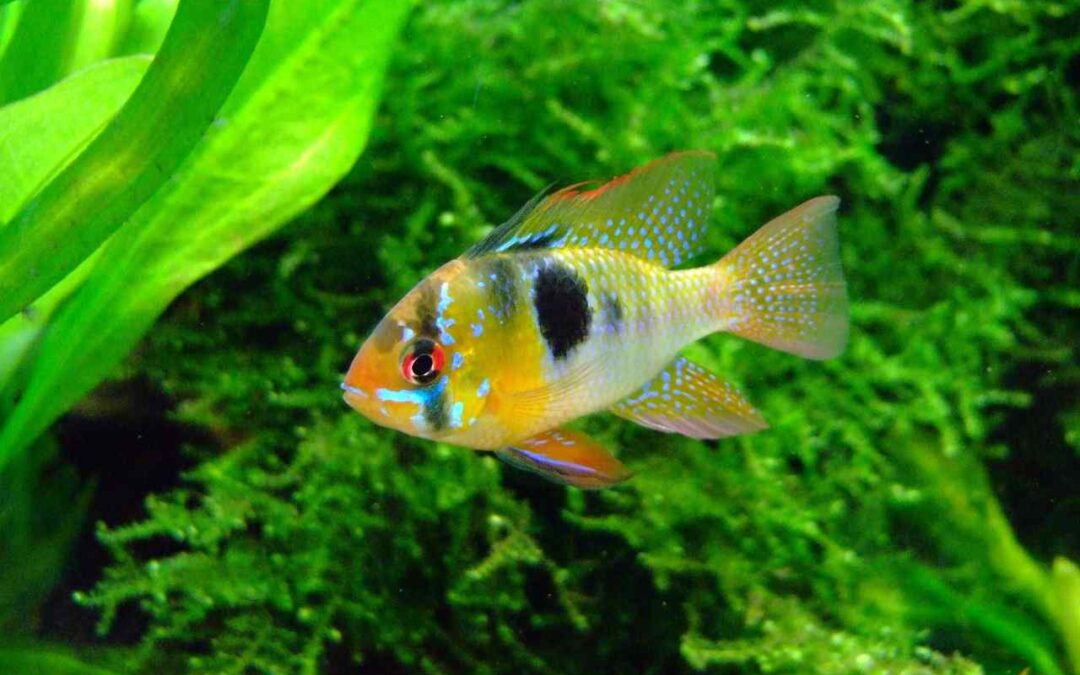 How to Breed Cichlid Fish? A Complete Beginner-to-Advanced Guide