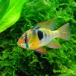 how to breed cichlid
