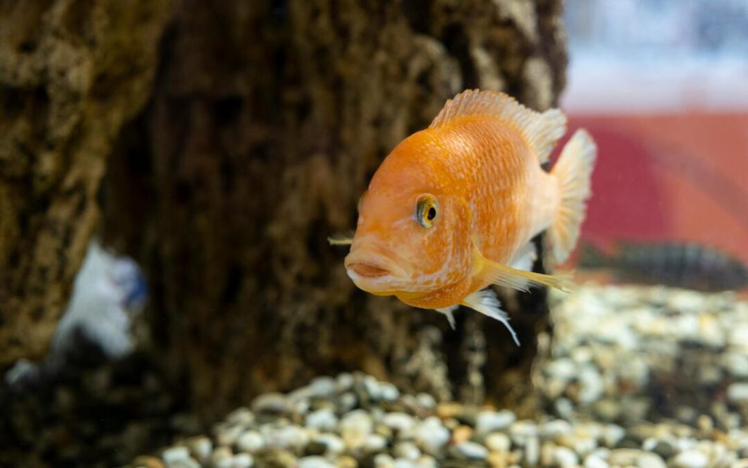 How to Tell If a Cichlid Is Pregnant? A Complete Beginner-Friendly Guide