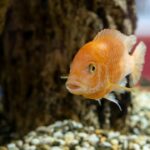 how to tell if a cichlid is pregnant