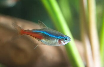 neon tetra in the fish tank