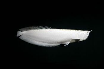 platinum white arowana swimming freely