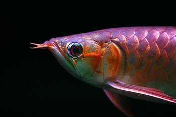 red arowana fish head facing left