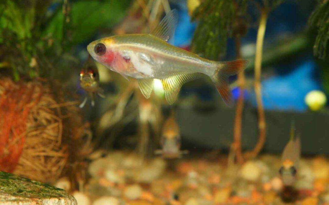 Tetra Fish Aquarium Setup: A Complete Beginner-Friendly Guide