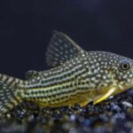 what to feed corydoras
