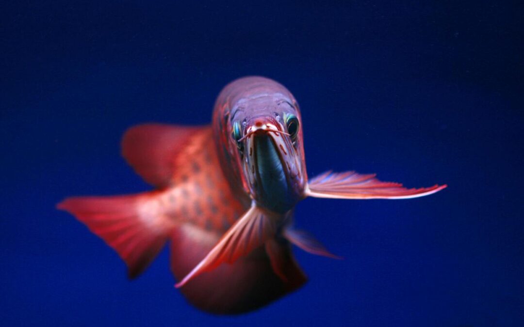 Where Do Arowanas Live? A Complete Guide to Their Natural Habitat