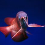 where do arowanas live