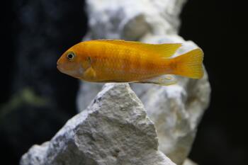 yellow cichlid fish in an aquarium