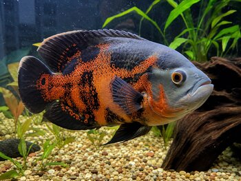 Orange and black Oscar fish swimming in a planted freshwater aquarium with gravel and driftwood