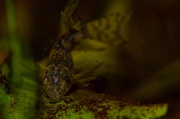 Peppered Corydoras catfish Corydoras paleatus foraging on the substrate in a freshwater aquarium