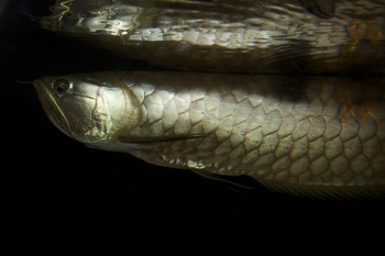 Silver arowana fish swimming just below the water surface in a dark aquarium
