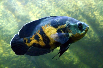 Wild-type Oscar fish with yellow markings swimming in a freshwater aquarium