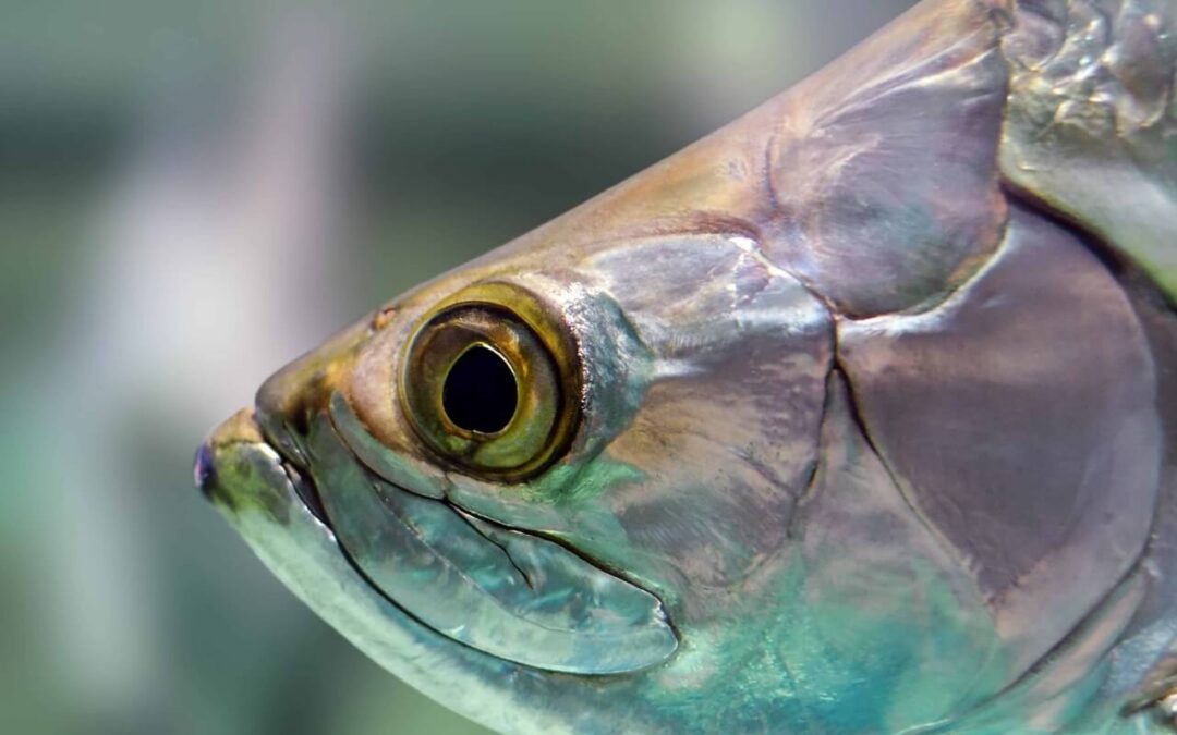 are arowanas aggressive