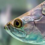 are arowanas aggressive