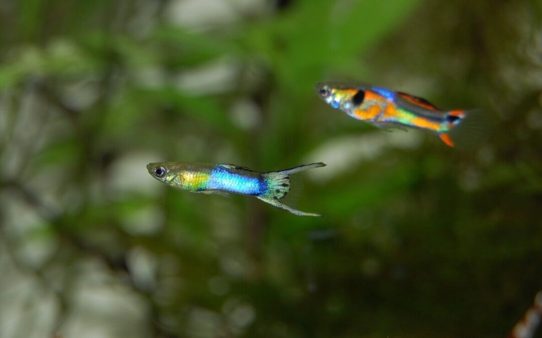 are guppies freshwater