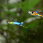are guppies freshwater