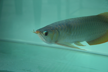 arowana fish half body blue glass aquarium
